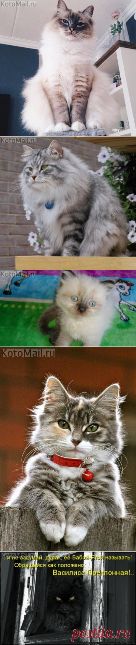 Чем я не королева красоты?! | KotoMail.ru