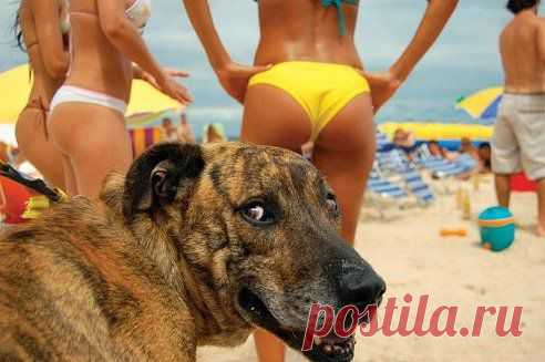 Ну и кобель!