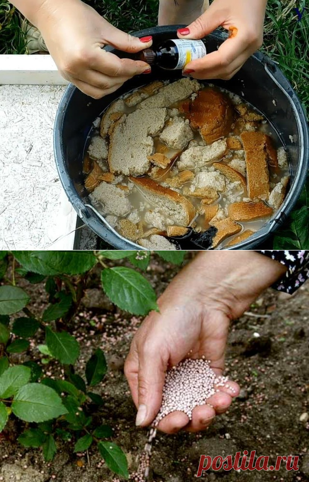 ПОДКОРМКИ ОВОЩЕЙ