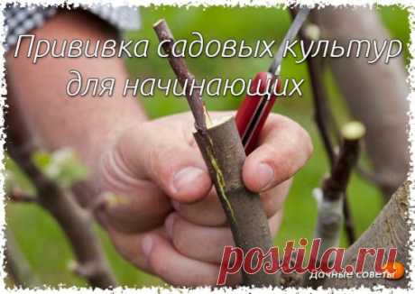 Прививка садовых культур
Маленькие секреты большой операции
 
В прошлом году в апрельском номере «ПХ» мы опубликовали статью члена Московского общества испытателей природы В. В. Егоркина «Прививка тонких черенков». Статья вызвала большой интерес у читателей. Автор получил много писем, в которых садоводы просят уточнить некоторые детали технологии прививки. Из писем Владимир Васильевич, по его словам, в очередной раз понял, «какой стон рдеет по стране» из-за некачественного посадочного материа