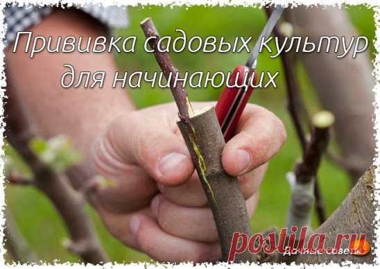 Прививка садовых культур
Маленькие секреты большой операции
 
В прошлом году в апрельском номере «ПХ» мы опубликовали статью члена Московского общества испытателей природы В. В. Егоркина «Прививка тонких черенков». Статья вызвала большой интерес у читателей. Автор получил много писем, в которых садоводы просят уточнить некоторые детали технологии прививки. Из писем Владимир Васильевич, по его словам, в очередной раз понял, «какой стон рдеет по стране» из-за некачественного посадочного материа