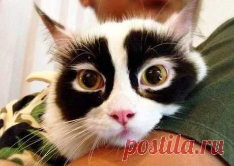 Животные, над которыми Матушка Природа особенно постаралась