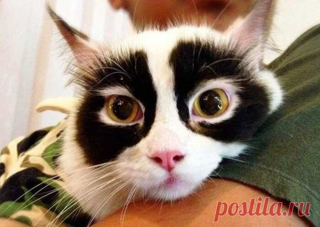 Животные, над которыми Матушка Природа особенно постаралась