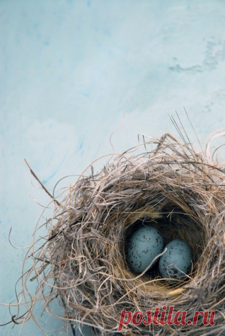 bird's nest.