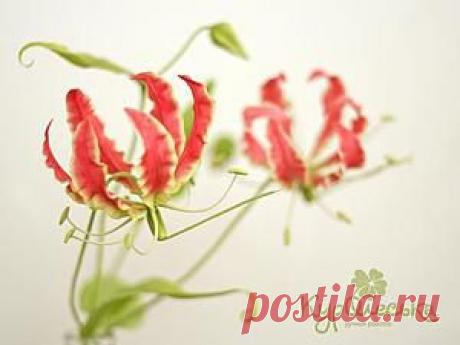 Глориоза. Мастер-класс по лепке цветка в технике керамической флористики - Ярмарка Мастеров - ручная работа, handmade