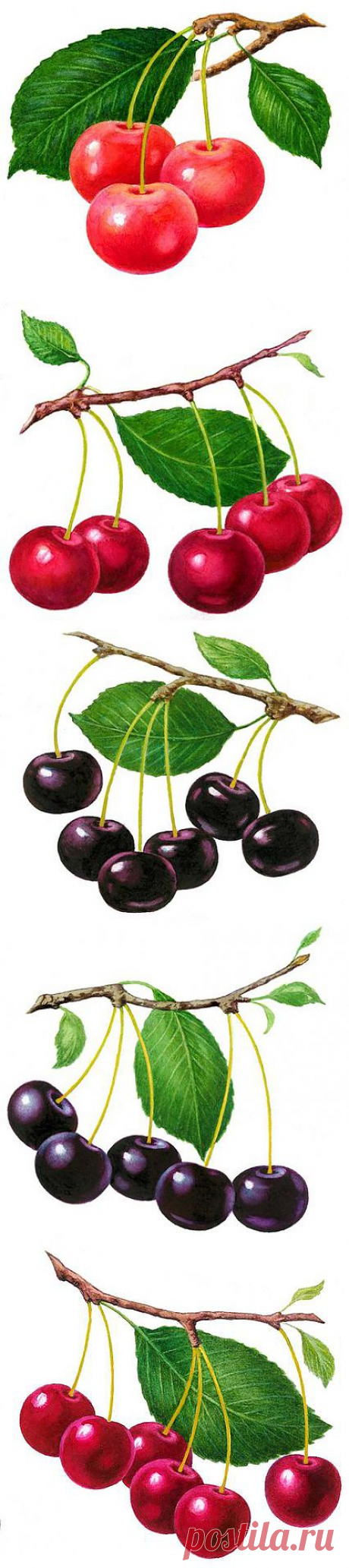 Вишня