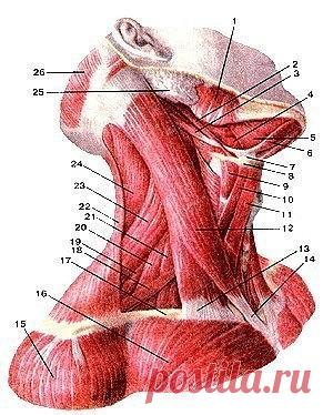 Одноклассники