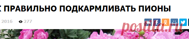 Как правильно подкармливать пионы — Мир новостей