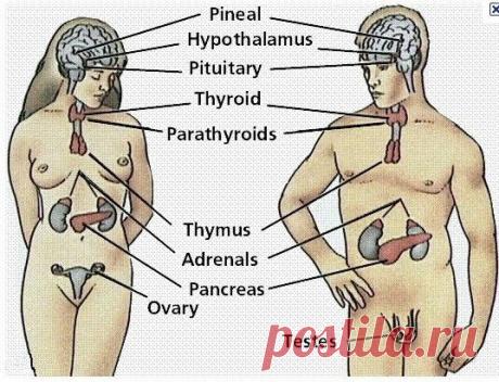 НОВОСТИ МЕДИЦИНЫ. ЛЕЧЕНИЕ ЭНДОКРИННОЙ НЕДОСТАТОЧНОСТИ