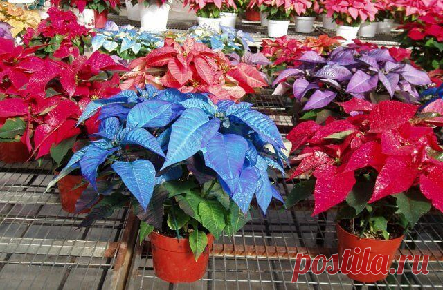 «Рождественская звезда» – как ухаживать за пуансеттией дома