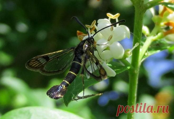 Боремся со стеклянницей на смородине и крыжовнике