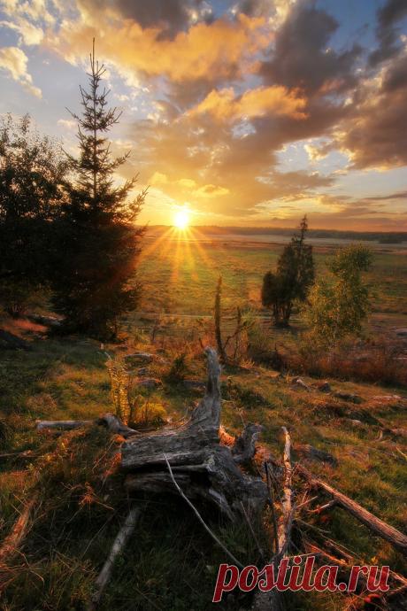 Artistic-realistic nature - 💙 Treetrunk Drama on 500px by Richard Palasoff,...