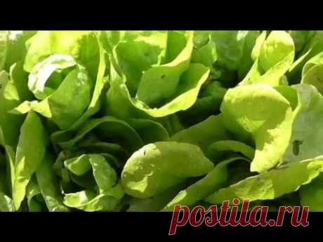 Описание сорта салата БЕРЛИНСКИЙ ЖЕЛТЫЙ