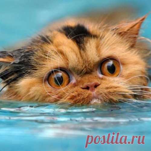 Ох уже эти котики... Не перестают удивлять!