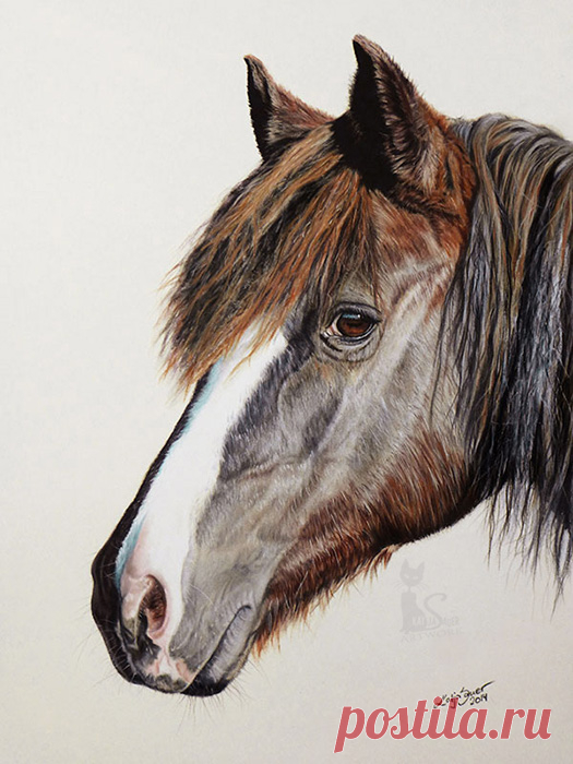 Рисунки и портреты лошадей Кати Зауэр