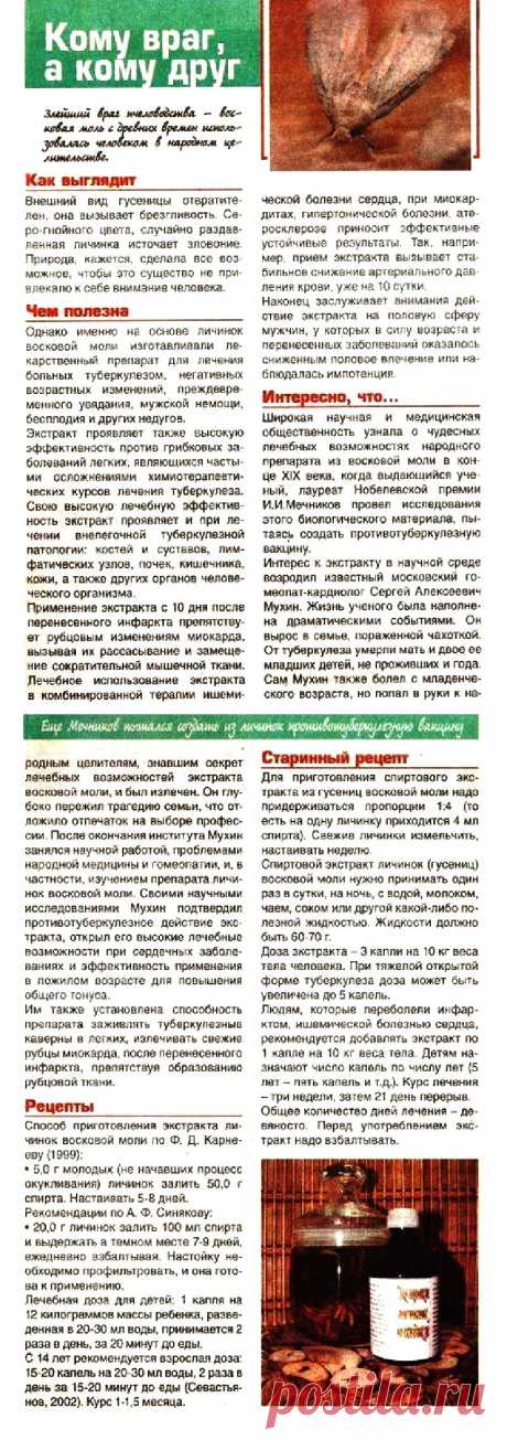 Восковая моль