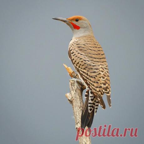 john l crawley  -  BIRDS в Instagram: «A male Northern flicker poses briefly on a broken Cottonwood branch before moving on its quest for food. This is a red-shafted Northern…» 4,550 отметок «Нравится», 160 комментариев — john l crawley  -  BIRDS (@jc_wings) в Instagram: «A male Northern flicker poses briefly on a broken Cottonwood branch before moving on its quest for…»