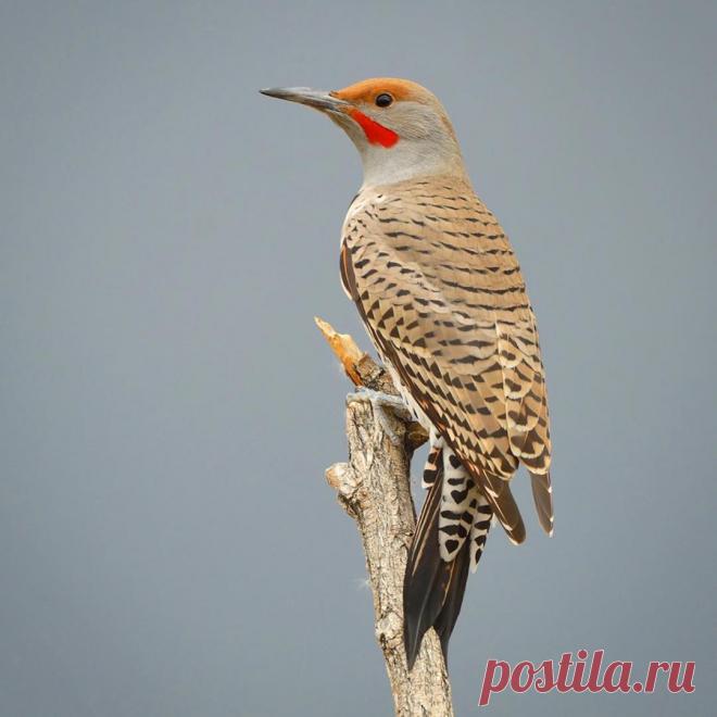 john l crawley  -  BIRDS в Instagram: «A male Northern flicker poses briefly on a broken Cottonwood branch before moving on its quest for food. This is a red-shafted Northern…» 4,550 отметок «Нравится», 160 комментариев — john l crawley  -  BIRDS (@jc_wings) в Instagram: «A male Northern flicker poses briefly on a broken Cottonwood branch before moving on its quest for…»