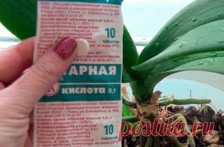 Янтарная кислота - волшебный стимулятор роста | дела огородные | Яндекс Дзен