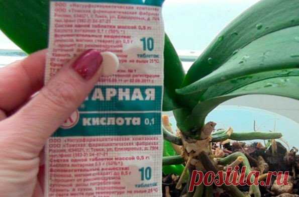 Янтарная кислота - волшебный стимулятор роста | дела огородные | Яндекс Дзен