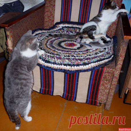 Фото: Папа любопытствует.... Николай Попов. Фото животных - Фото и фотограф на Расфокусе.