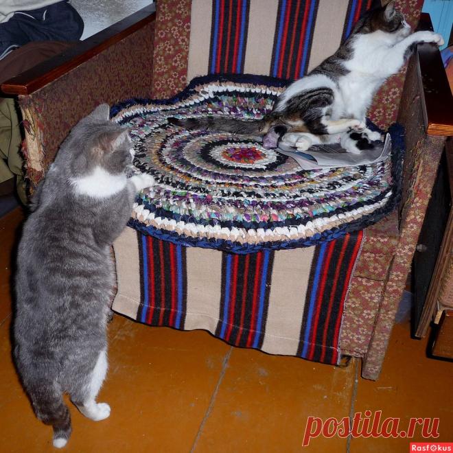 Фото: Папа любопытствует.... Николай Попов. Фото животных - Фото и фотограф на Расфокусе.