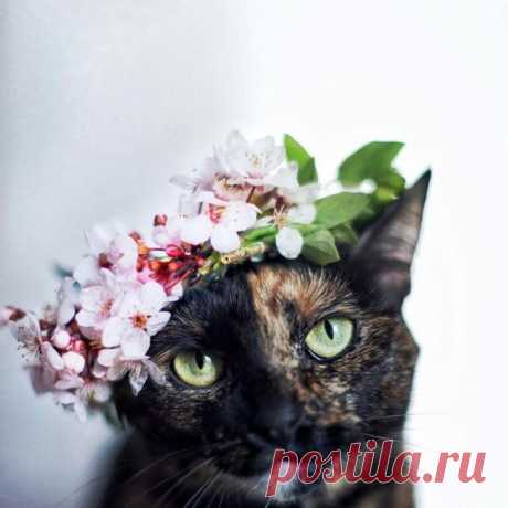 Фото котов, встречающих весну