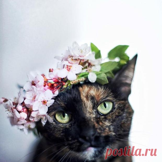 Фото котов, встречающих весну