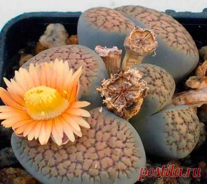 Литопс – растение, обладающее уникальными декоративными качествами