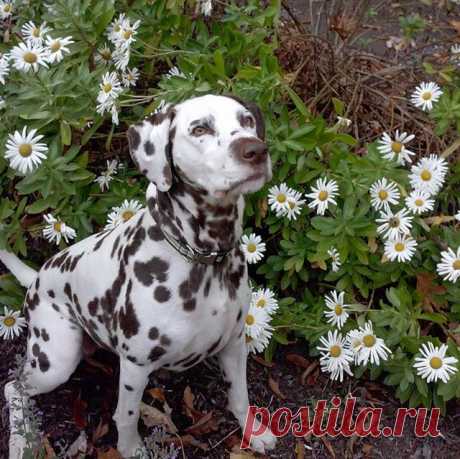 If There Was A ’101 Dalmatians’ Remake These 101 Adorable Pups Should Be The Stars (PHOTOS) | Pixable