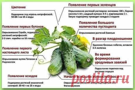 ПОДСКАЗКИ ДЛЯ ОГОРОДНИКОВ
