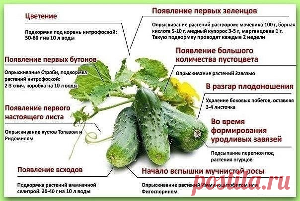 ПОДСКАЗКИ ДЛЯ ОГОРОДНИКОВ