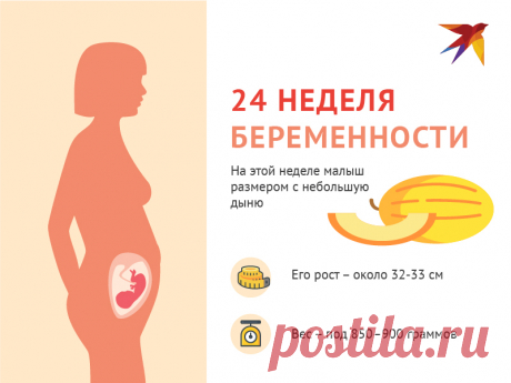 Какие ощущения вы можете испытывать на 24 неделе?
24 неделя беременности от зачатия: что происходит с малышом и мамой, фото живота, узи плода