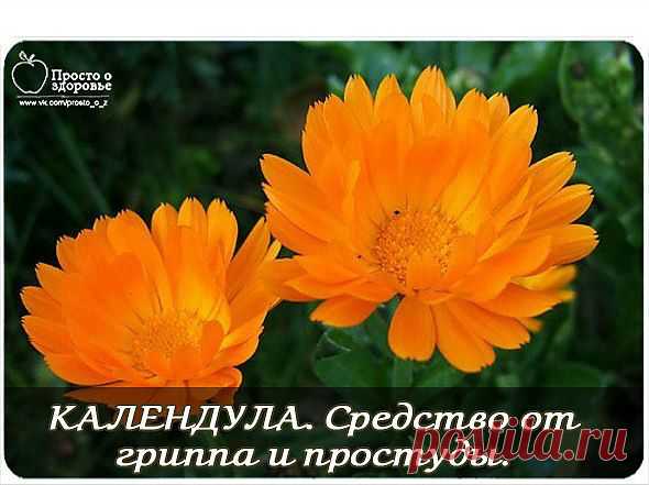 КАЛЕНДУЛА. Средство от гриппа и простуды.... / Здоровье / Лечение народными средствами / Pinme.ru / Виктория Рокшина