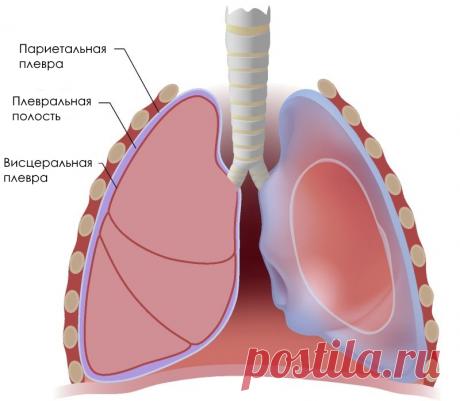 УЗИ плевральной полости: показания и методика