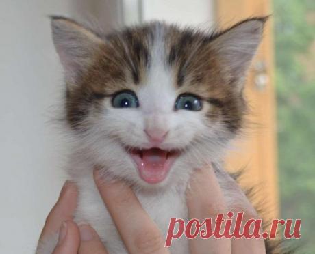 С добрым утром! Хорошего настроения!