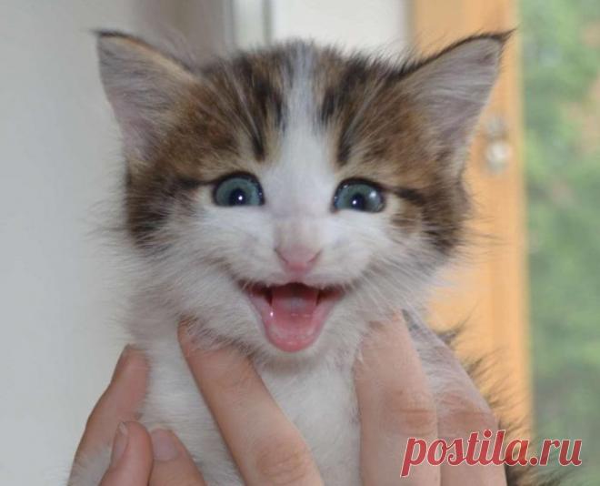 С добрым утром! Хорошего настроения!