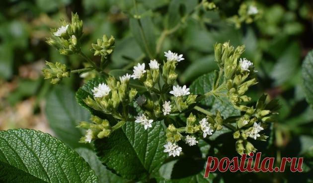 Стевия: польза и вред для организма мужчин, женщин, детей
