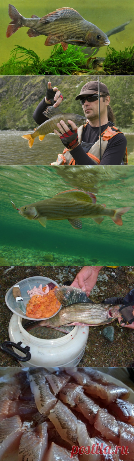 Как почувствовать себя на рыбалке, будто рыба в воде? Про хариуса | Физкультура и спорт