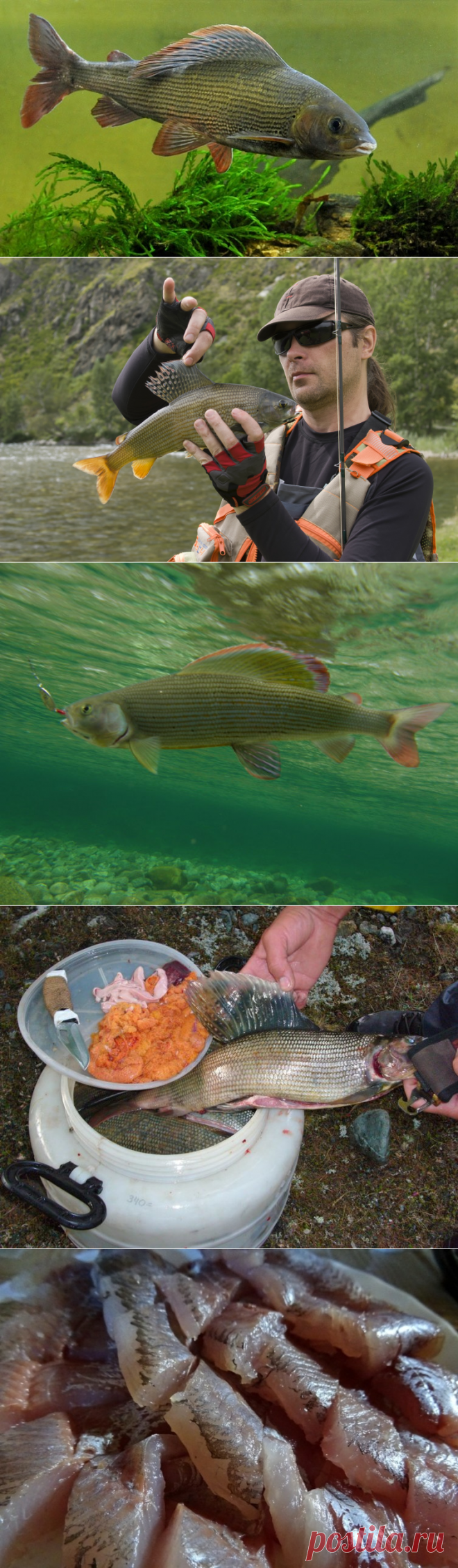 Как почувствовать себя на рыбалке, будто рыба в воде? Про хариуса | Физкультура и спорт