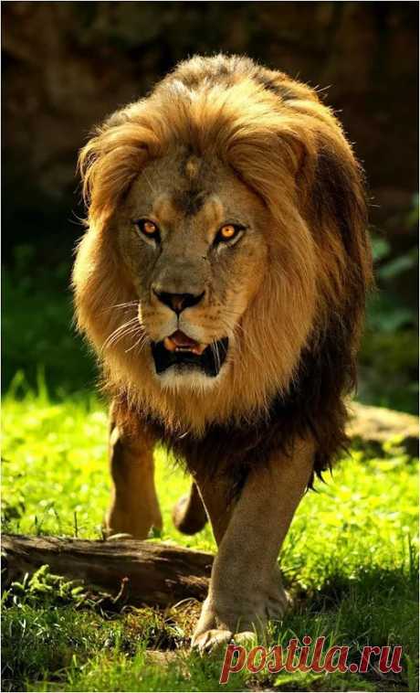 Animal life – Google+