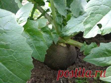 Секреты черной редьки — 6 соток