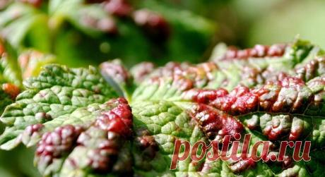 Болезни смородины

 Антракноз смородины. 

Болезнь поражает листья черной смородины и крыжовника, а у красной смородины — черешки листьев, плодоножки и плоды. Антракноз развивается в начале мая. Сначала на листьях появляются мелкие коричневые пятна с краями, окрашенными в более темный цвет. Постепенно они увеличиваются в размере и сливаются вместе. Пораженные листья желтеют, скручиваются краями кверху и преждевременно опадают, побеги отстают в росте и не вызревают.

Меры б...