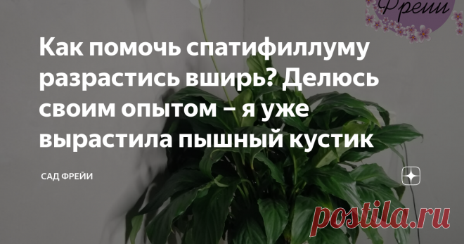 Как помочь спатифиллуму разрастись вширь? Делюсь своим опытом – я уже вырастила пышный кустик Была одна розетка листьев - стала прекрасным растением. Уход за спатифиллумом сделал своё дело