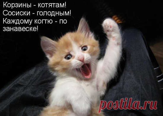 Коты и дети (смешная подборка) | Лечение кошек