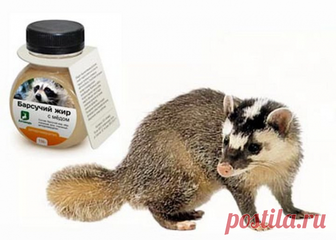 Барсучий жир (применение, лечение, противопоказания) 
Среди огромного количества препаратов народной и официальной медицины особой эффективностью и широтой применения выделяется барсучий жир. Этот целебный дар природы активно используется уже более двух…