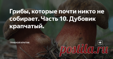 Грибы, которые почти никто не собирает. Часть 10. Дубовик крапчатый. Трезвость - норма жизни? Или антиалкогольные грибы с неоднозначной репутацией. В любой статье про дубовики крапчатые, вы найдёте упоминание о том, что в них, как и в сером навознике, содержится, "антиалкогольный" элемент- антабус. Поэтому алкоголь, и этот гриб - несовместимы!
Я тоже решил внести свою лепту (не в антиалкогольную рекламу) и сказать несколько слов об этих интересных грибах, которые