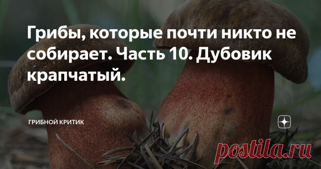 Грибы, которые почти никто не собирает. Часть 10. Дубовик крапчатый. Трезвость - норма жизни? Или антиалкогольные грибы с неоднозначной репутацией. В любой статье про дубовики крапчатые, вы найдёте упоминание о том, что в них, как и в сером навознике, содержится, 