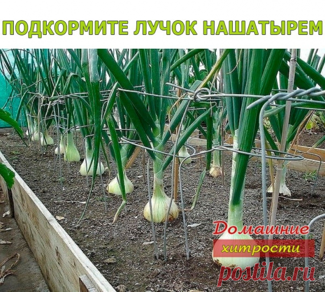 подкормка лука нашатырём