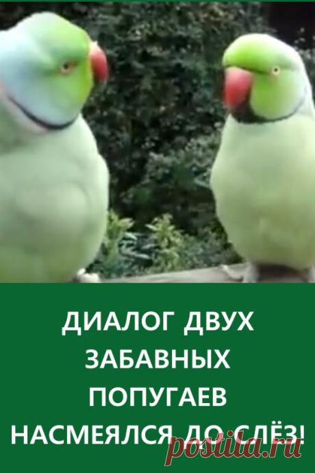 Диалог двух забавных попугаев. Насмеялся от души! Эти две птички — неразлучны, они не могут прожить и несколько секунд, чтобы не поговорить друг с дружкой. Их любимое дело — посидеть да потрещать. #длядуши #забавно видео #попугаи
